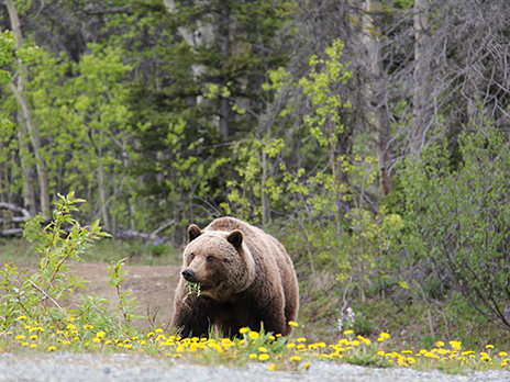 氷河を抱く山々と野生動物に出会う旅 ユーコン アラスカ スペシャル 現地5泊6日 ツアー情報 Sweet River Enterprises カナダ ユーコン現地ツアー会社 氷河を抱く山々と野生動物に出会う旅 ユーコン アラスカ スペシャル 現地5泊6日 ツアー情報 Sweet River Enterprises カナダ ユーコン現地ツアー会社